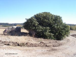 Higuera caracteristica al bajar de la cumbre de Mirarío.