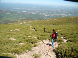 El camino destaca entre los piornos.
