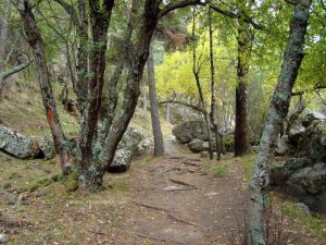 El bosque en la zona del Purgatorio tiene una sensación muy especial.