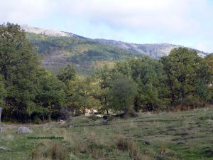 Zona de bosque en las cercanias del embalse de Miraflores de la Sierra.