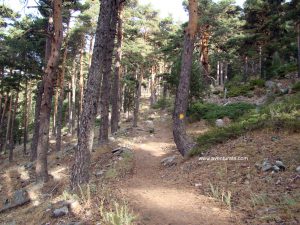 El comienzo de la senda va por bosque.