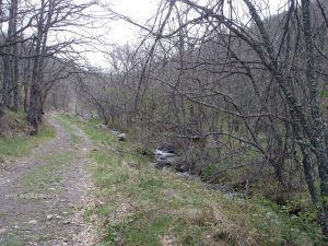 El camino comienza por bosque.
