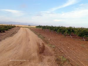 Pistas anchas y viñedos.
