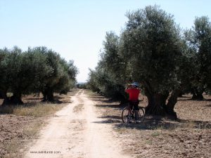 Zona de Olivos.