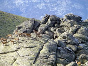 Es muy posible encontrarse con sus habitantes mas caracteristicos.