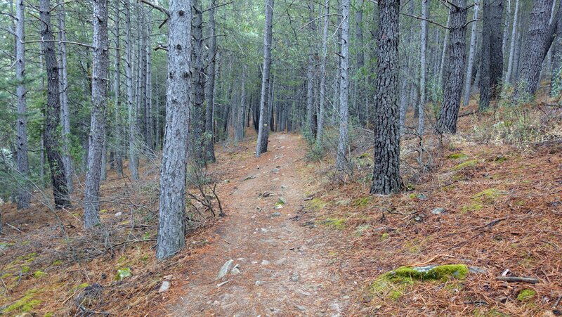 Bosque en Pedriza
